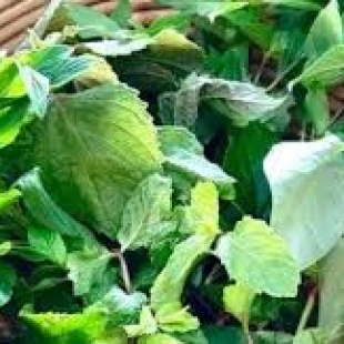 Rau Thơm Các Loại